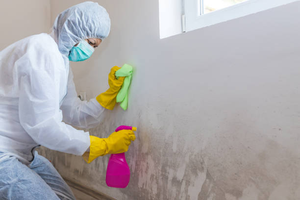 Best Environmental Consulting for Mold Prevention in Janesville, WI