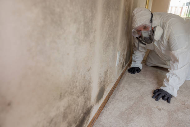  Janesville, WI Mold Removal Pros